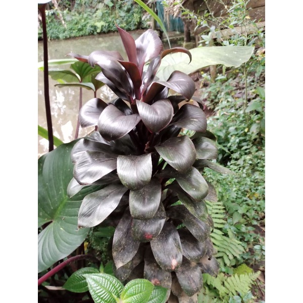 Tanaman hanjuang andong kemoceng hias