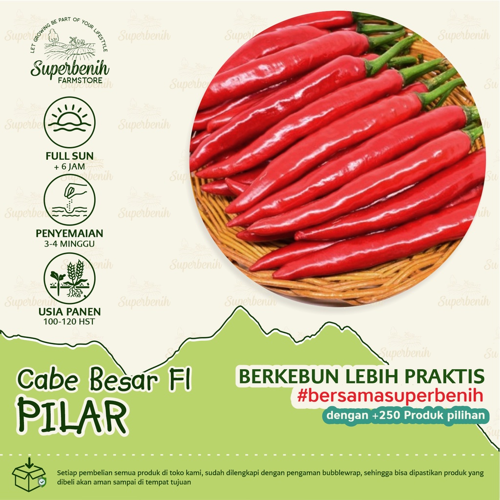 15 Biji - Benih Cabe Merah Besar PILAR F1