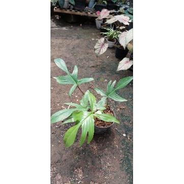 Philo florida beauty