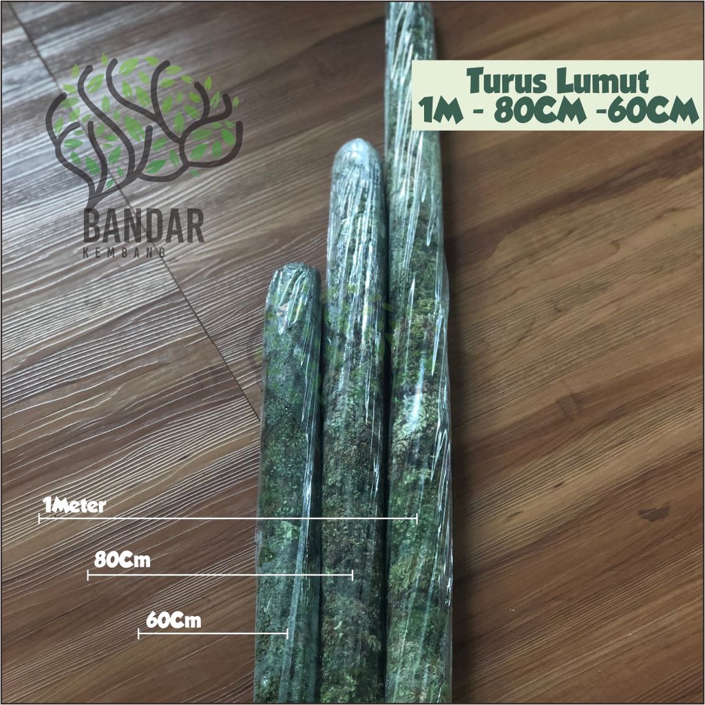 Turus Penyangga Tanaman Lumut Hidup Turus Ukuran 60 80 100cm Turus Lumut Tanaman Bunga Hias