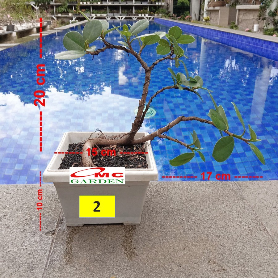 Tanaman Hias Pohon Bonsai Mame Beringin Korea Mini Dolar Kaktus Centong B-BK-003