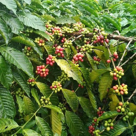 Bibit Tanaman Buah Kopi Arabica Super - Beli 3 gratis 1 FF11