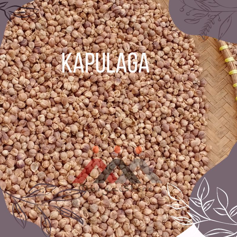 

Kapulaga Kering Kapolaga 1kg True Cardamom Kapol Kapulaga Bersih