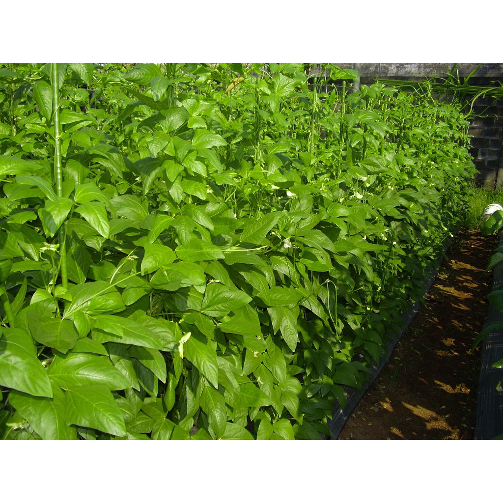 Ajir Penyangga Tanaman Modern / Plant Stake Takiron Diameter 8 mm x Panjang 75 90 120 150 cm Original Kualitas Ekspor