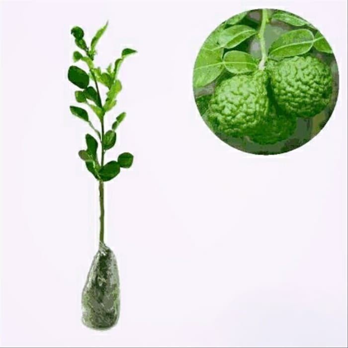 Bibit Tanaman Pohon Jeruk Purut Hasil Okulasi Jaminan Asli FF11