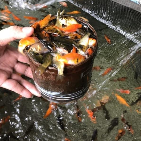 Umpan Ikan Predator/Anakan Ikan Mas Pakan Ikan Predator 1 Liter - 1/2 liter