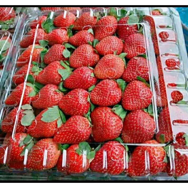 

Strawberry Fresh Dari Petani Ciwidey