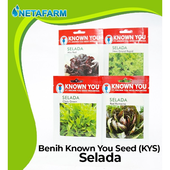 Benih / Biji / Bibit KNOWN YOU SEED KYS SELADA - 1 Pack