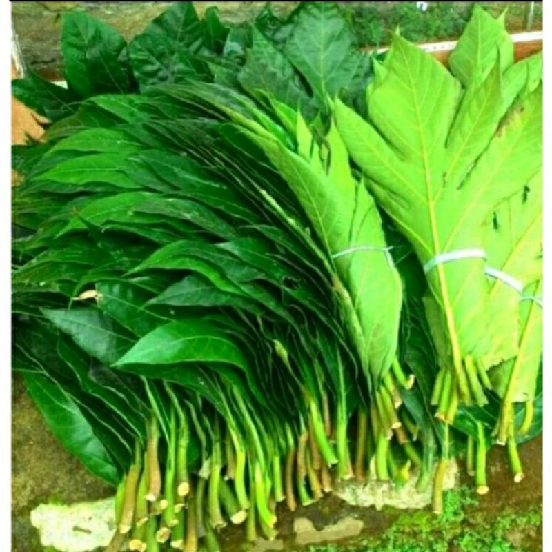 

DAUN SUKUN SEGAR / 250 GRAM / OBAT HERBAL MURAH / DAUN SUKUN ALAMI