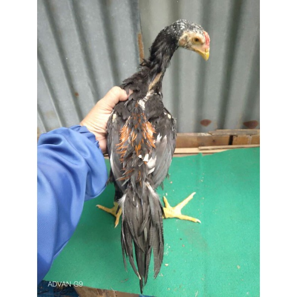 Promo Vitamin Kesehatan  Ayam Bonus Materi Anakan Ayam Ekor Lidi BK line Impresa