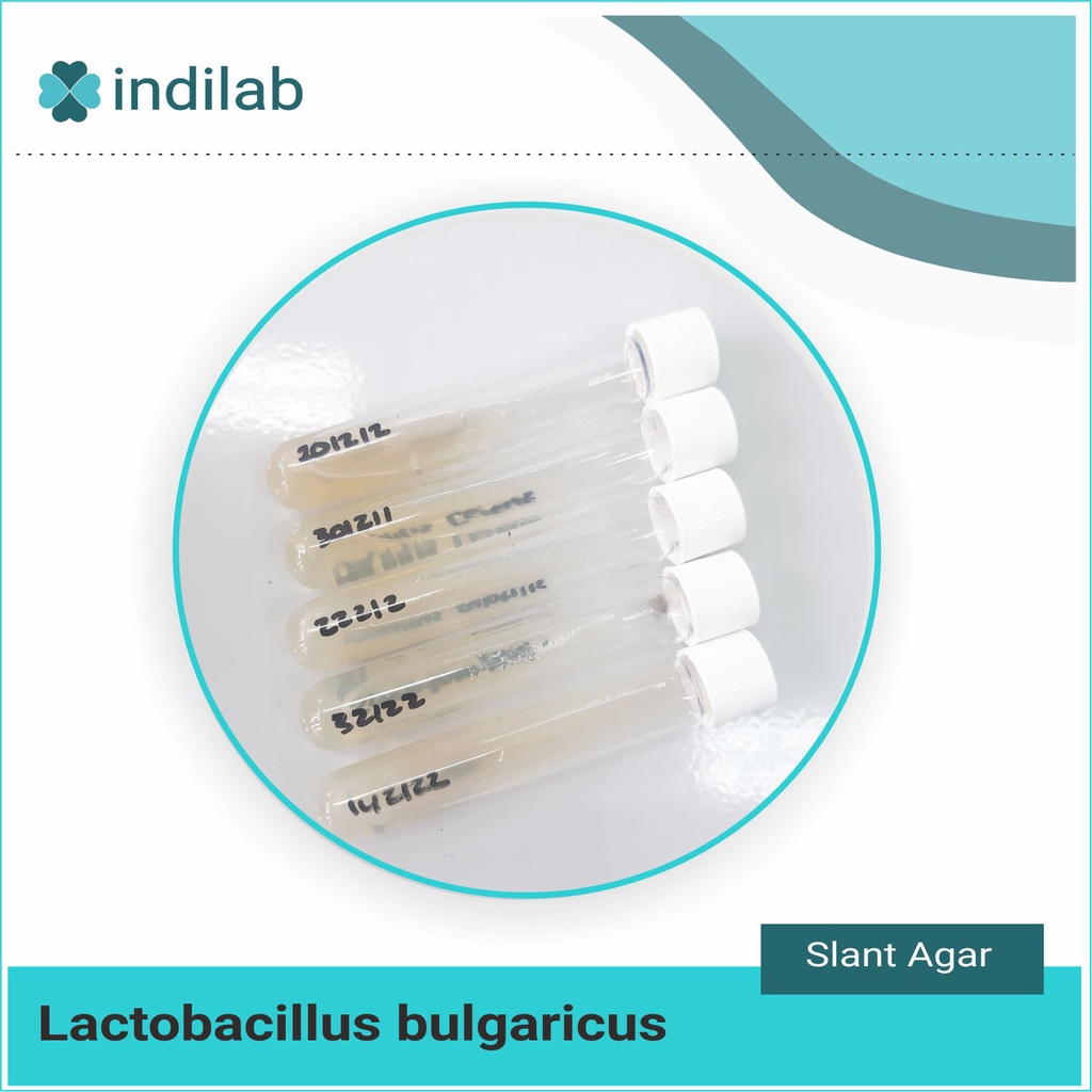Kultur Isolat murni Lactobacillus bulgaricus