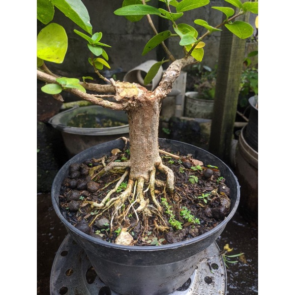Bahan bonsai sancang Program akar prokar realpict mame small