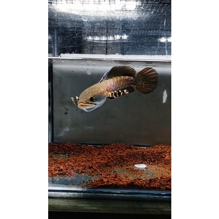 channa red pulchra