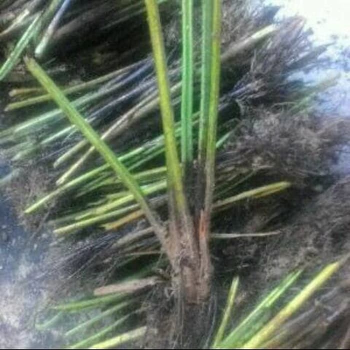 

Benih tanaman pakis sayur diplazium esculentum COD