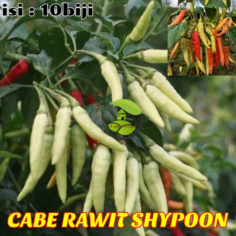 Benih Bibit Cabai Rawit Viral Shypoon Cabai bergerombol Shypoon B6