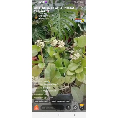 Tanaman hias monstera Pinatipartita