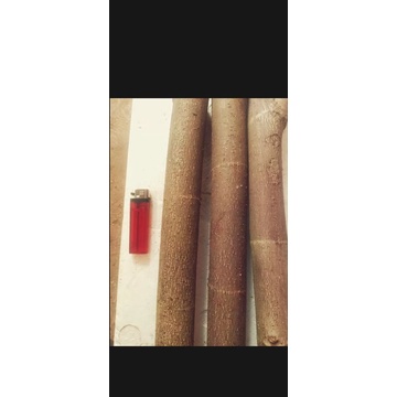 STEK/CUTTING BONSAI WARU TAIWAN/BATANG BESAR 4 BIJI