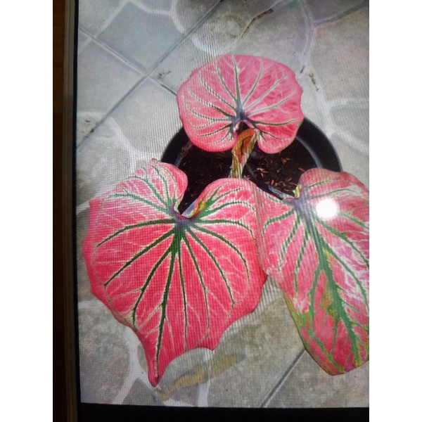 Tanaman caladium Thailand C14 remaja