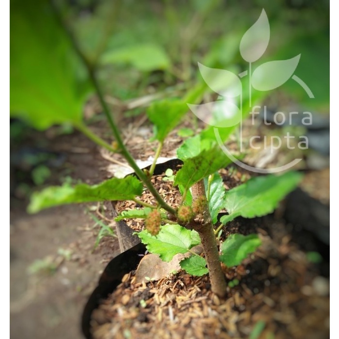 Bibit buah mulberry/pohon buah mulberry FREESS