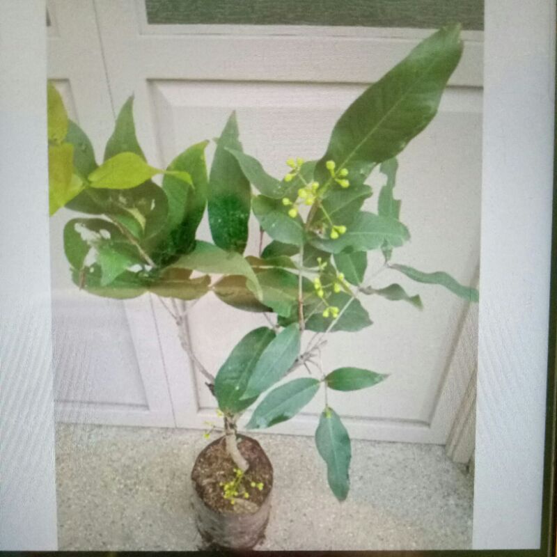 bibit jambu air berbunga