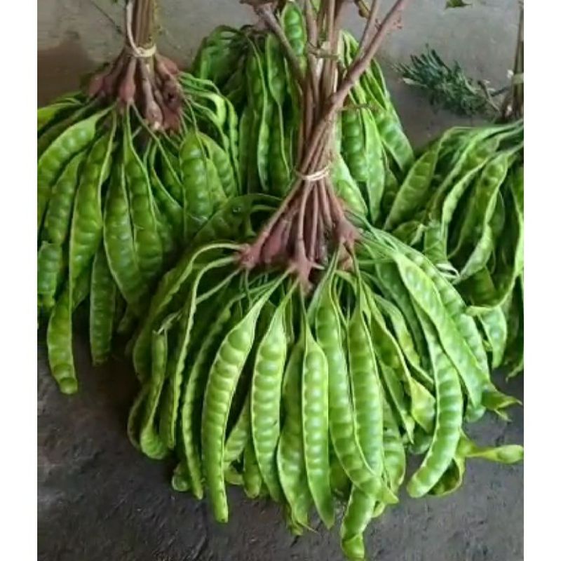 

❤PETE kualitas super