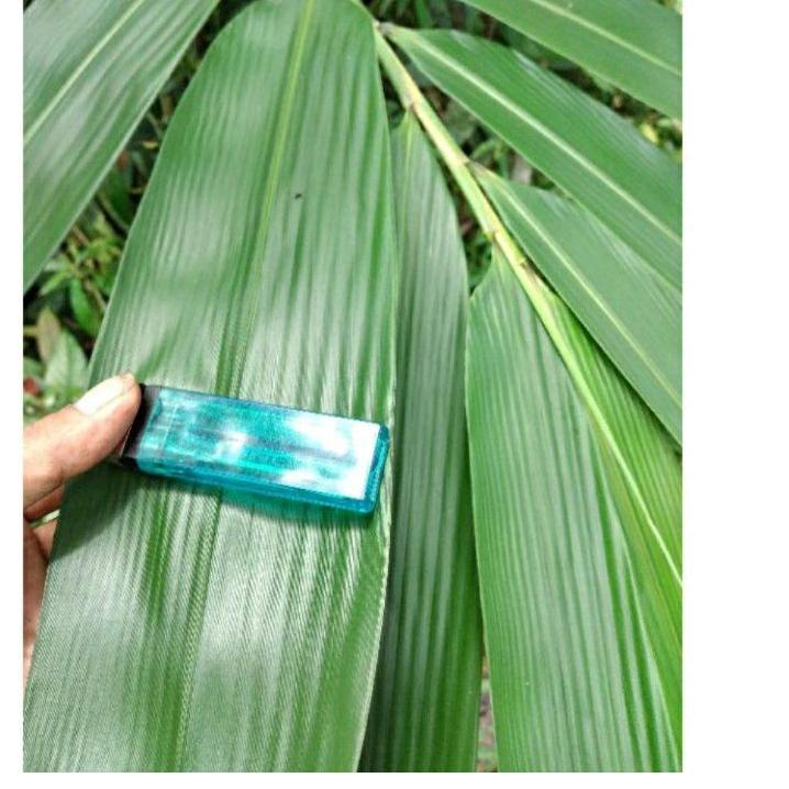 

㊮ Daun Bambu Bakcang 100 Lembar Daun Bambu Segar Bungkus Bacang / Bakcang Daun Bambu Jumbo / daun bambu bakcang besar / daun bambu bacang jumbo / daun bamboo / daun bambu segar paket 100 / daun bambu bakcang ぇ