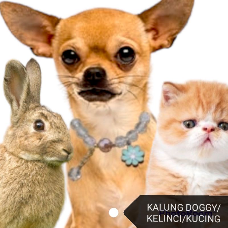 Kalung anjing korea/kalung anjing/kalung anjing fashion/kalung doggy/kalung diamond/kalung pearl/kal