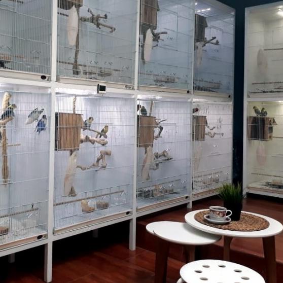 Tangkringan kayu kopi