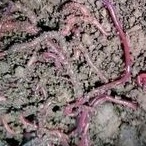 pakan predator cacing tanah merah umpan pancing pakan channa cacing tanah merah pakan ikan arwana pa