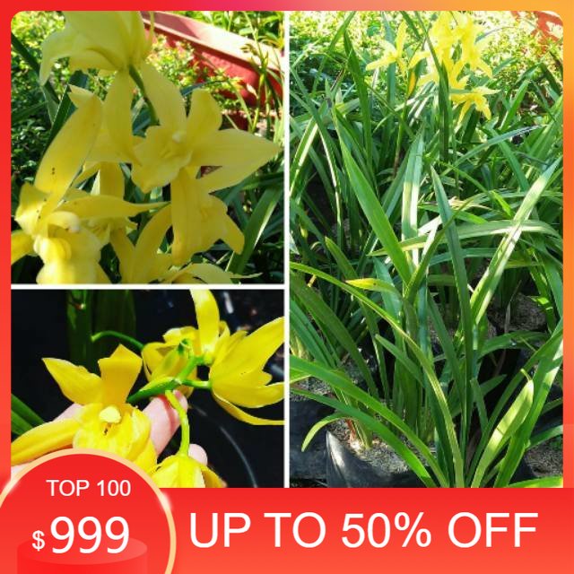 anggrek tanah cymbidium golden boy