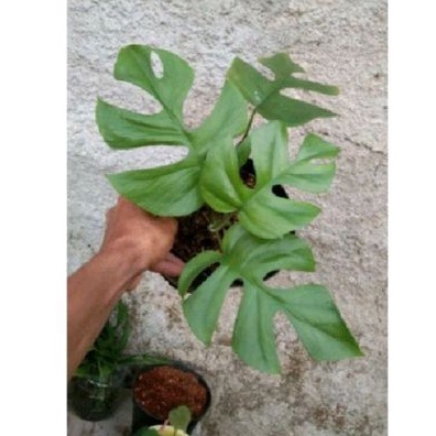 Tanaman Hias Raphidopora Tetrasperma/Raphidopora Tetrasperma/Tetrasperma