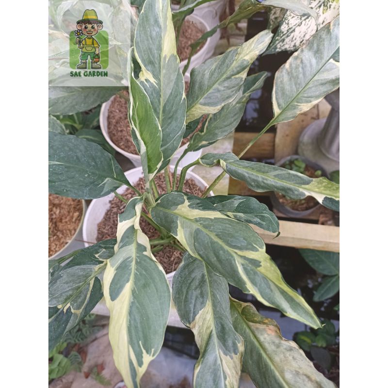 Spatuphilum Varigata Domino / Peace Lily Domino