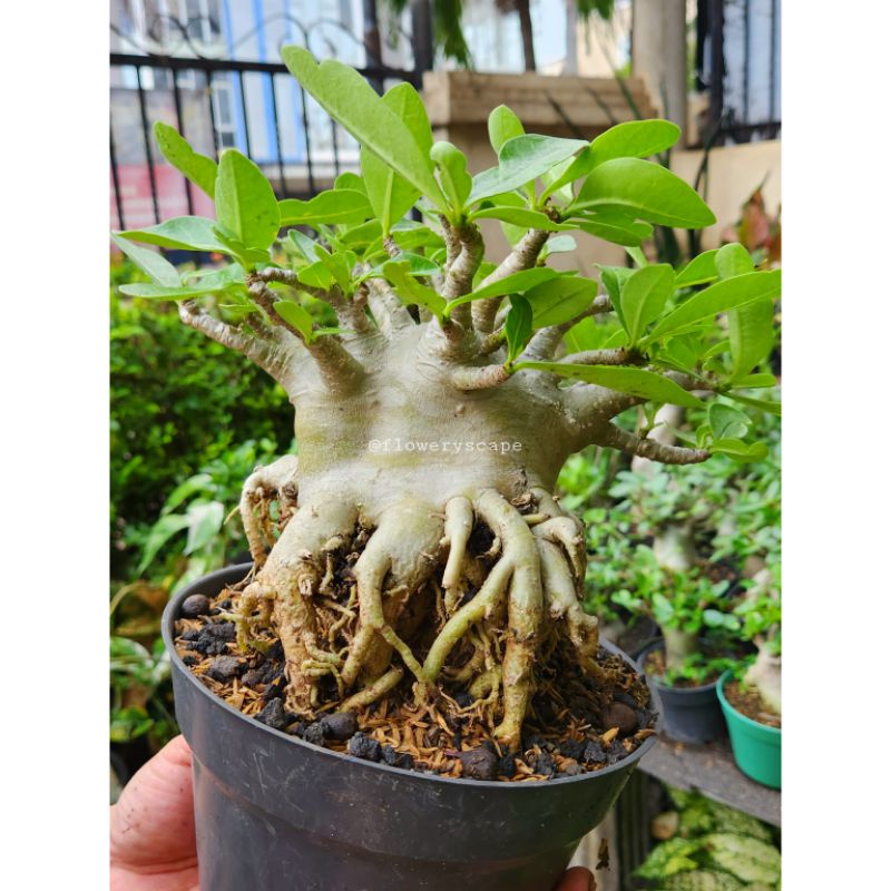 Adenium godji x ara / adenium murah