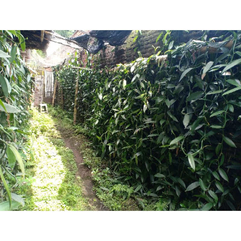 Bibit Vanili Planifolia