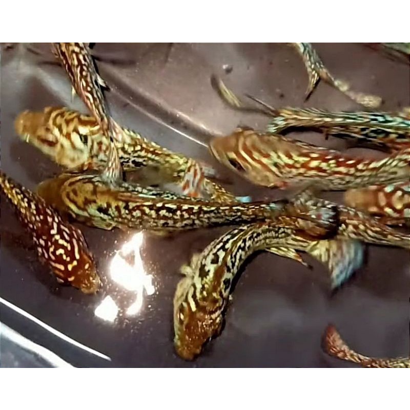 kamfa f2 line ori thailand 4cm