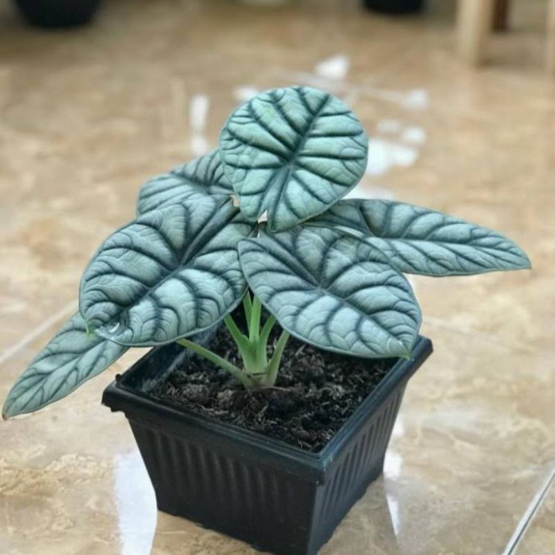 Alocasia dragon silver remaja 3/4 daun termurah