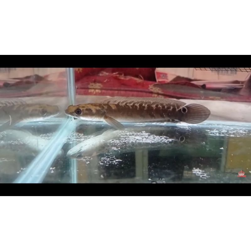 chana ys 20-25 cm full cabung  progresan outdoor/indor single tank