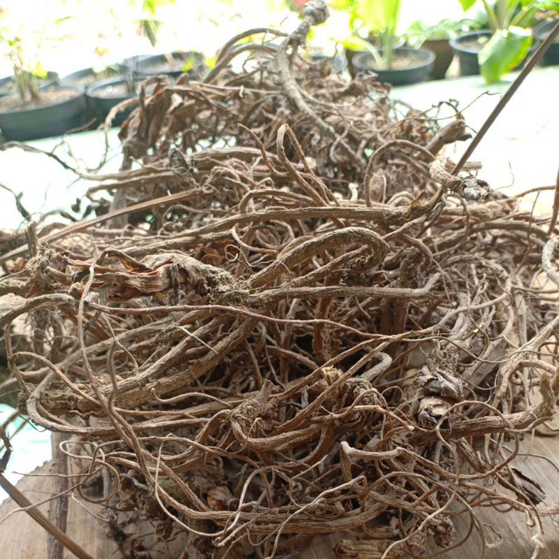 

Akar purwoceng kering 250gr-1kg