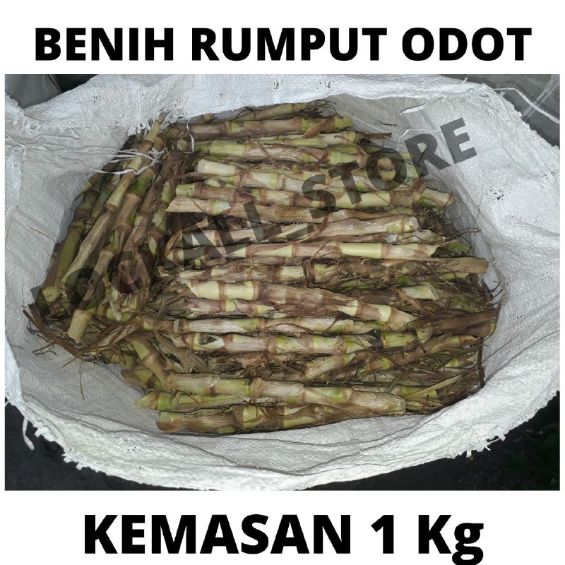 Jual Benih Bibit Rumput Gajah Odot Kolonjono Pakan Ternak Shopee Indonesia