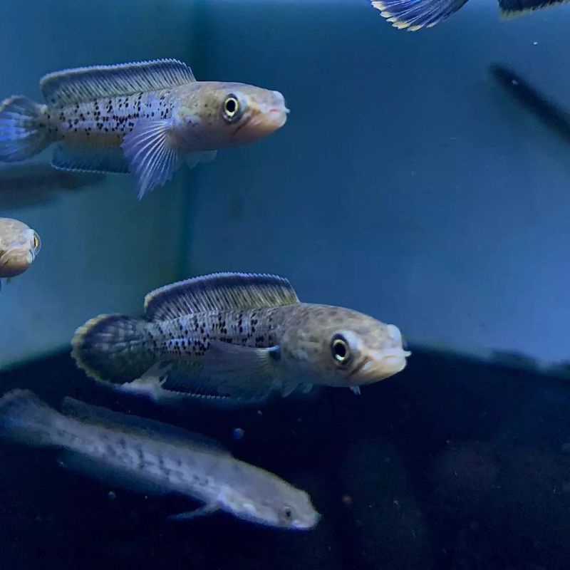 Stewarti karbialong 6-8cm Bonus PELET