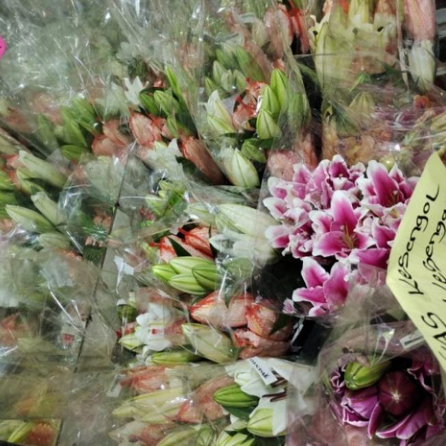 bunga Lily casablanca