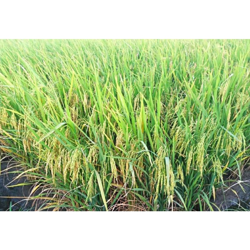 Benih padi MR 323 1kg