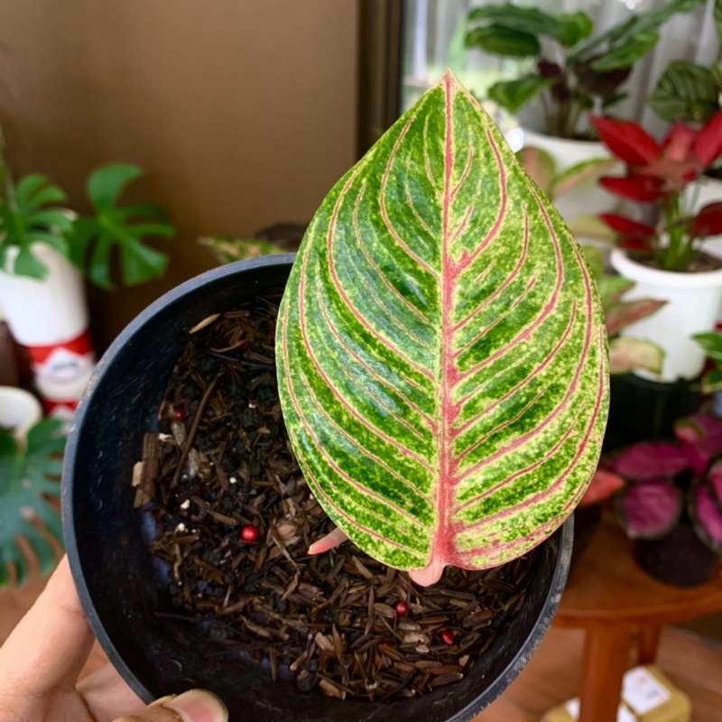 AGLONEMA DEWI HUGHES ANAKAN / BABY