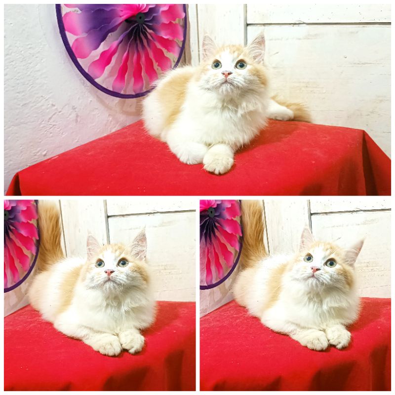 Kucing Persia Putih Oren |Free Ongkir dan Keranjang