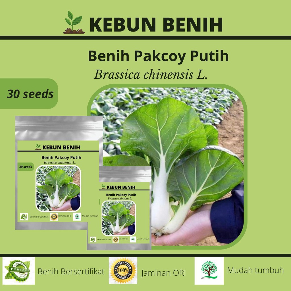 30 Benih Tanaman Sawi Pakcoy Putih/ Benih Pakcoy White Steam/ Sawi Daging Putih Kualitas Unggul