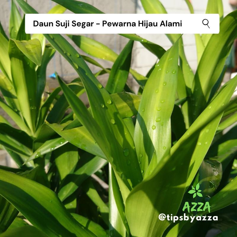 Daun Pandan Segar / Daun Suji Segar / Pewarna Hijau Alami