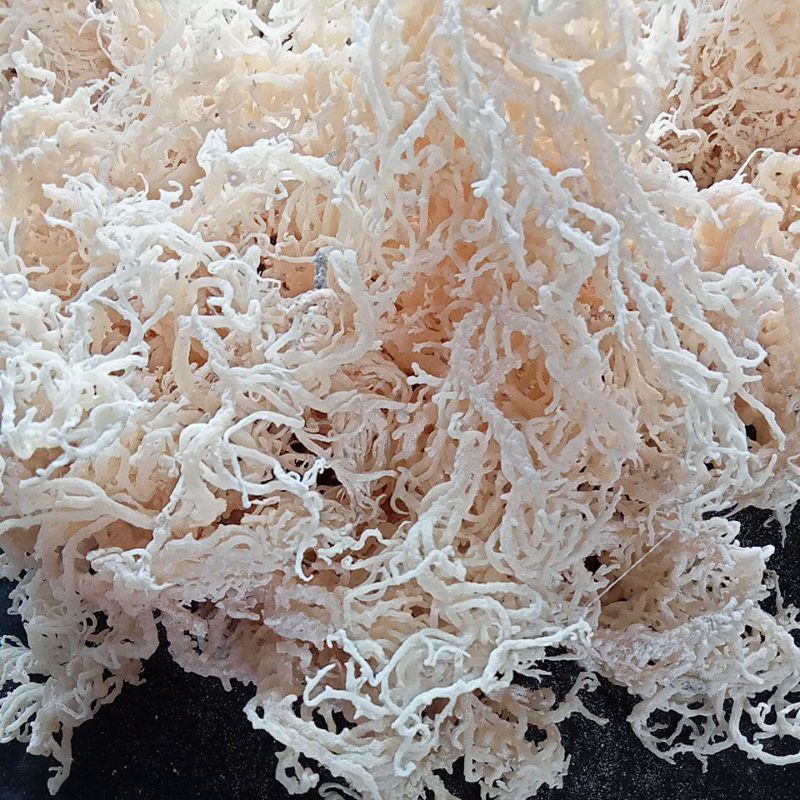 

Rumput Laut Kering Untuk Es Kemasan 1kg