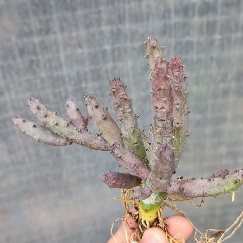 Huernia pendurata cutting