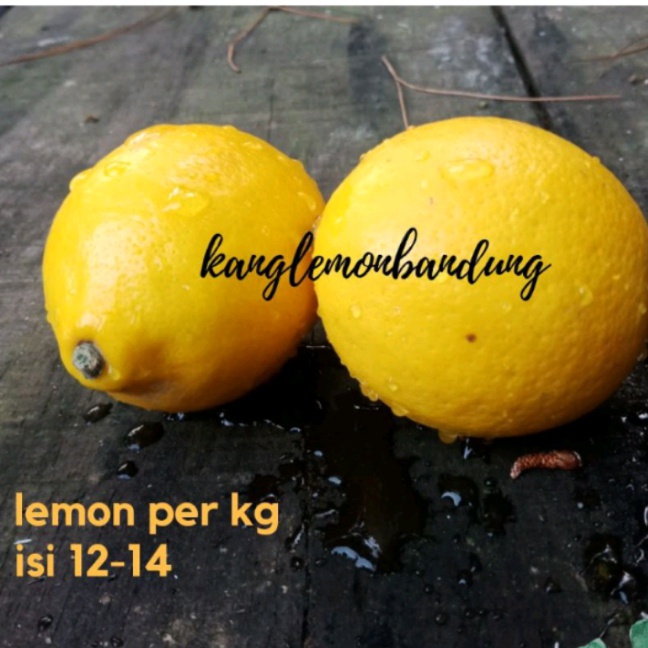 

JERUK LEMON CALIFORNIA BABY LEMON