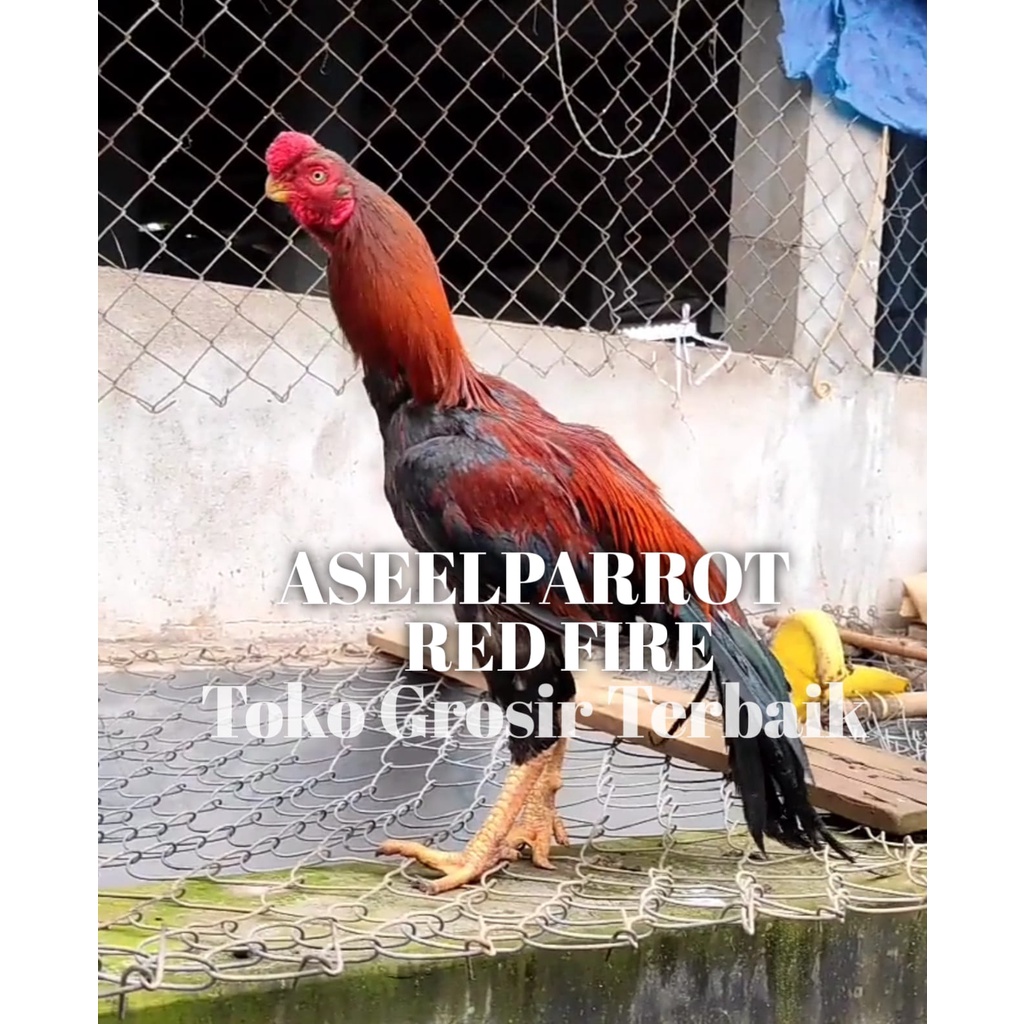 ayam bangkok asli aseel parrot redfire telur tetas